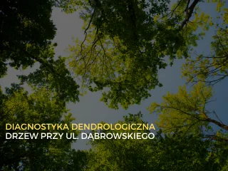 Diagnostyka dendrologiczna drzew wzdłuż ul. Dąbrowskiego