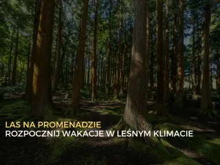Las na Promenadzie - wakacyjne wydarzenie w leśnym klimacie
