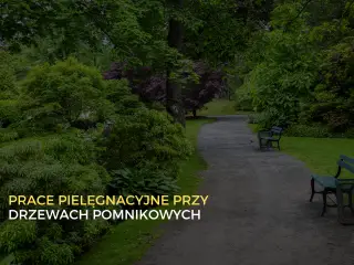 Pielęgnacja drzew pomnikowych w Wałczu