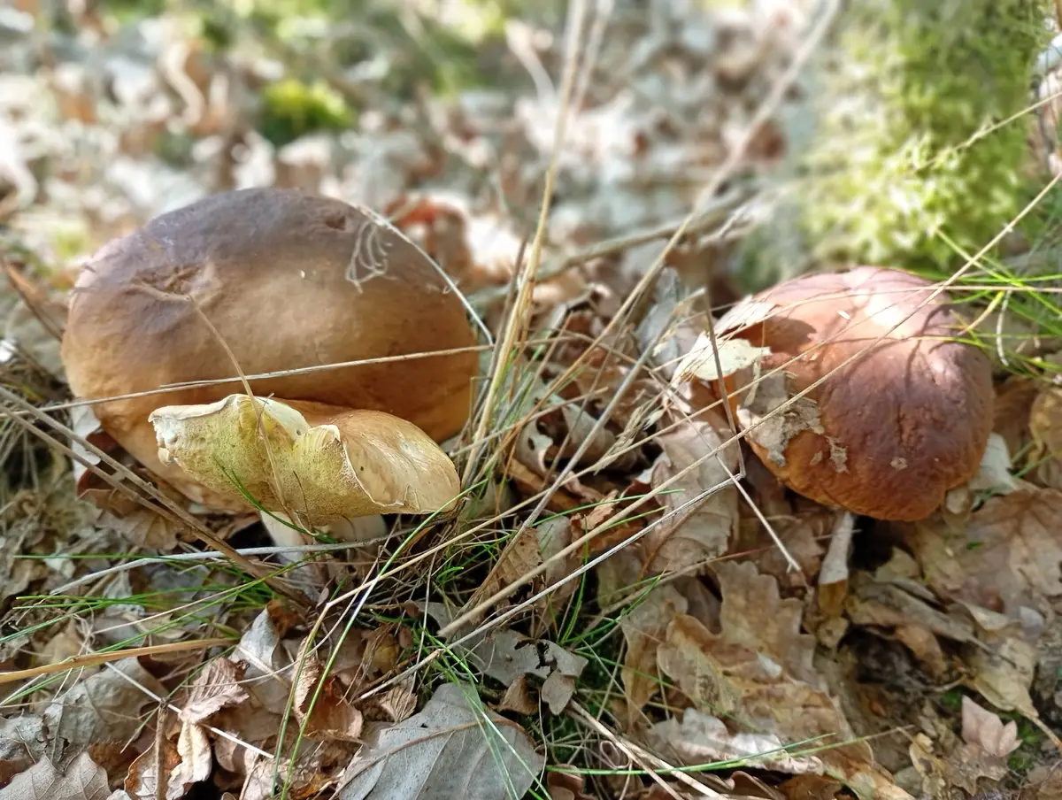 35-latek wrócił po dłuższej wizytę w lesie na grzyby