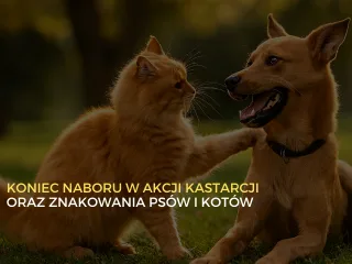 Zakończenie naboru na bezpłatną kastrację i znakowanie psów oraz kotów