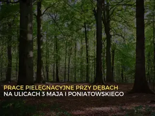 Pielęgnacja dębów na ulicach 3 Maja i Poniatowskiego